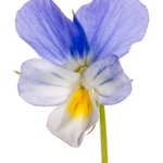 Field Pansy (Viola arvensis)