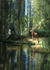 A8  Forest King   (A4)