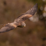 41-red kite display 1