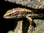 Viviparous Lizard (03)