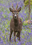 Roe Deer and Bluebells