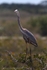 FLB016: Great blue heron