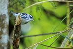Black-and-white Warbler, Costa Rica