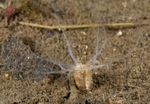 Leptopentacta elongata