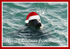 XM020 - Festive Seal at Breakwater Beach Brixham