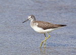 Greenshank - Tringa nebularia
