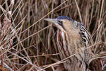 Bittern close-up from the Zeiss hide at Slimbridge