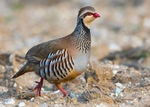 Red-legged Partridge 2