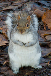 Grey Squirrel