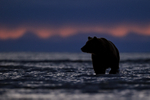 Grizzly Bear pauses at dawn in water, Lake Clark NP, Alaska