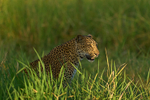 Leopard in grass