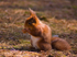 Red Squirrel