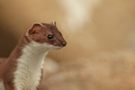 Stoat portrait, Duck Island, Alaska