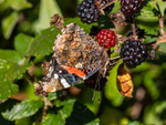 Red Admiral