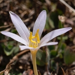 Alpine colchicum (Colchicum alpinum)