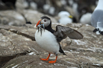 Puffin