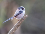 Long-Tailed Tit