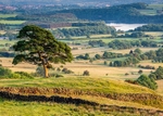 Tree by the Roaches