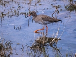 Common Redshank