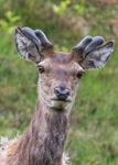 Red Deer