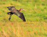 Glossy Ibis about to land in the grass