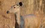Female Sambar