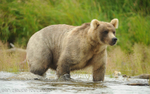 A pale grizzly bear at Margot creek.