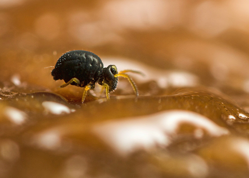 [i]Sminthurinus aureus[/i]. On the underside of a fallen leaf. Warwickshire, December 2013.

This is [i]Sminthurinu…