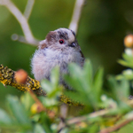 Long-tailed Tit