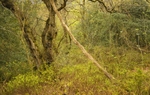 spring, Coed Hafod