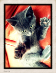 Kitten-Sitting-Pet-Care-Shepherds-Bush