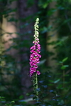 Foxglove    re f0641