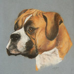 Boxer