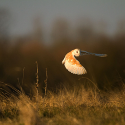 Barn Owl in flight
