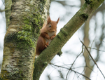 Red Squirrel 13 (disambiguation).