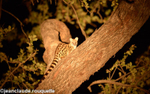 Large-spotted genet