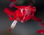 Christmas Cactus 1   11 x 14