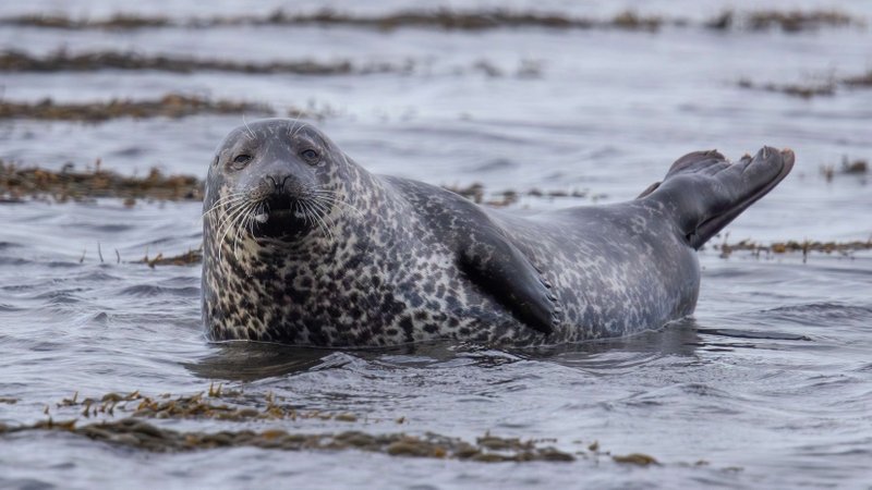 Common Seal - Kildonan - Isle of Arran - Scotland