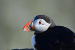 Puffin