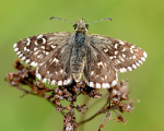 Grizzled Skipper