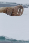 Toothy walrus