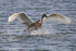 Mute Swan (juvenile) lands on the Northern Lagoon