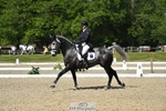311-BALLYCOSKERRY_REGAL_DIAMOND-Hollie_Swain-WEDTrotUp+DR portfolio