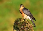 Sparrowhawk