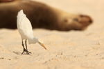 Cattle Egret portfolio