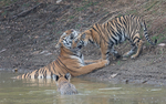 Mother and cub
