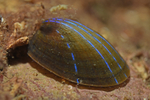 Patella pellucida