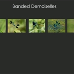 9 00 - Banded demoiselles Layout Plan