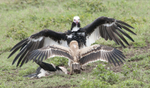 Tawny Eagle and White-headed Vulture