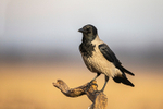 Hooded Crow